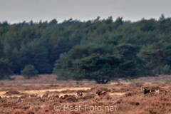 2019-Hoge-Veluwe-02