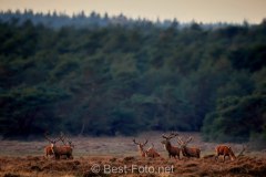 2019-Hoge-Veluwe-03