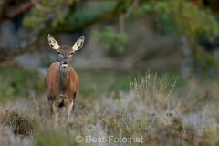2019-Hoge-Veluwe-06