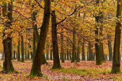 2019-Hoge-Veluwe-07