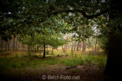 2019-Hoge-Veluwe-10