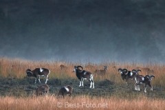 2019-Hoge-Veluwe-14