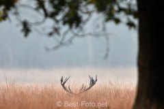 2019-Hoge-Veluwe-15