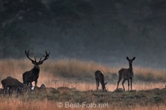 2019-Hoge-Veluwe-19