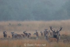 2019-Hoge-Veluwe-20