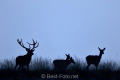 2019-Hoge-Veluwe-21