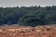 2019-Hoge-Veluwe-02