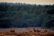 2019-Hoge-Veluwe-03