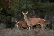 2019-Hoge-Veluwe-04