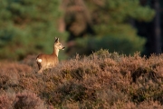 2019-Hoge-Veluwe-05