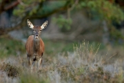 2019-Hoge-Veluwe-06