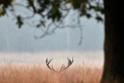 2019-Hoge-Veluwe-15