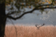 2019-Hoge-Veluwe-16