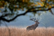 2019-Hoge-Veluwe-17