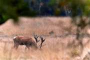 2019-Hoge-Veluwe-18