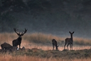 2019-Hoge-Veluwe-19