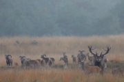 2019-Hoge-Veluwe-20