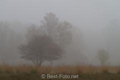 2019-Hoge-Veluwe-monchrome-01