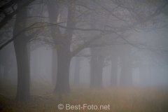2019-Hoge-Veluwe-monchrome-03