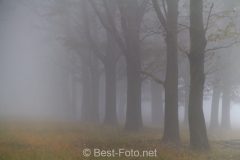 2019-Hoge-Veluwe-monchrome-04