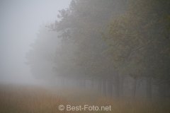 2019-Hoge-Veluwe-monchrome-05