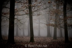 2019-Hoge-Veluwe-monchrome-07