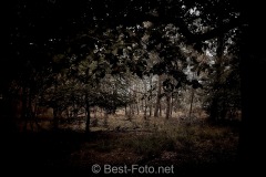 2019-Hoge-Veluwe-monchrome-08