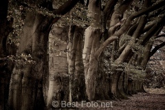 2019-Hoge-Veluwe-monchrome-09