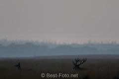 2019-Hoge-Veluwe-monchrome-10