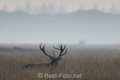 2019-Hoge-Veluwe-monchrome-11