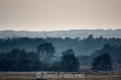 2019-Hoge-Veluwe-monchrome-12