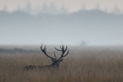 2019-Hoge-Veluwe-monchrome-11