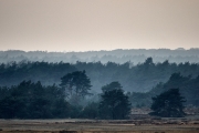 2019-Hoge-Veluwe-monchrome-12