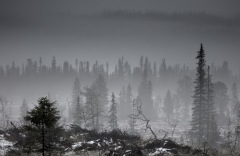 erster Schnee im Jämtland