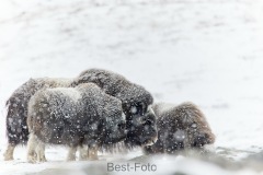 2021-Skandinavien-30