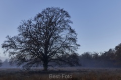 2022-Hoge-Veluwe-06