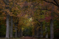 2022-Hoge-Veluwe-10
