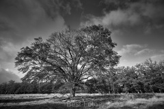 2022-Hoge-Veluwe-13