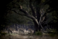 2022-Hoge-Veluwe-14