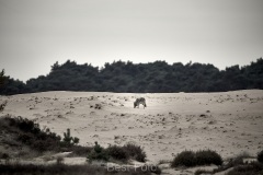 2022-Hoge-Veluwe-15