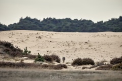 2022-Hoge-Veluwe-17