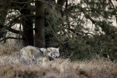 2022-Hoge-Veluwe-18