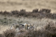 2022-Hoge-Veluwe-19