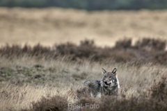 2022-Hoge-Veluwe-20