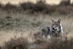 2022-Hoge-Veluwe-21