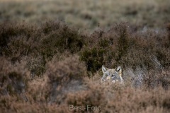2022-Hoge-Veluwe-22