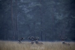 2022-Hoge-Veluwe-27