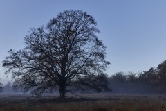 2022-Hoge-Veluwe-06