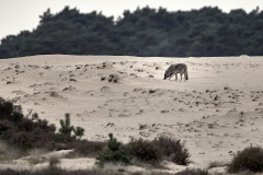 2022-Hoge-Veluwe-16