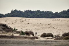 2022-Hoge-Veluwe-17